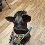 Lake Lavon Animal Hospital