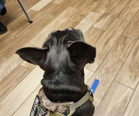 Lake Lavon Animal Hospital