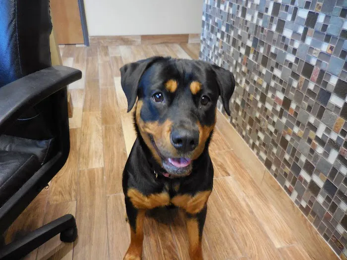 Lake Lavon Animal Hospital Picture 8