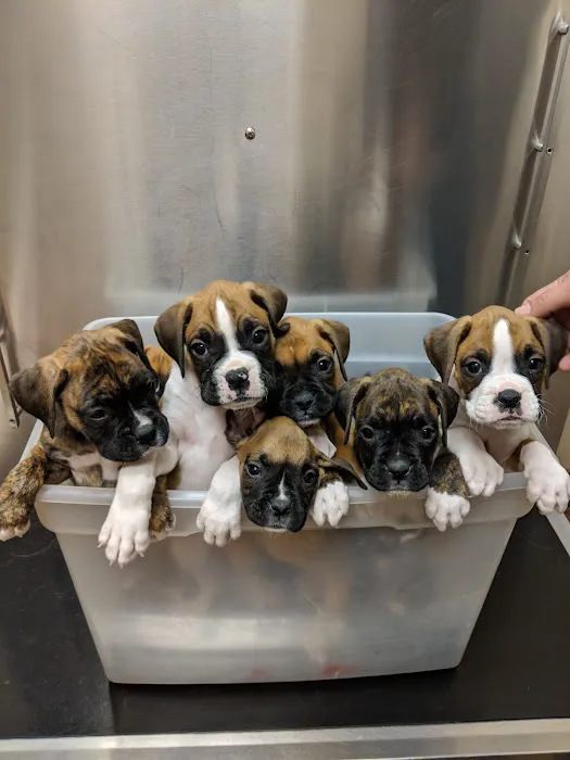 Lake Lavon Animal Hospital Picture 3