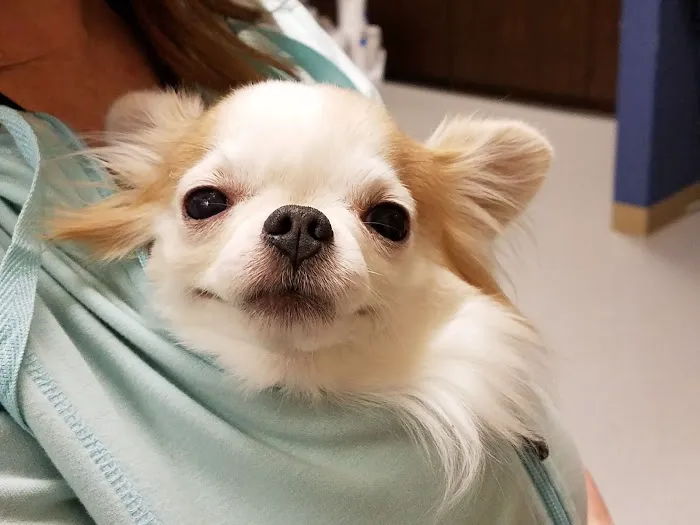 Lake Lavon Animal Hospital Picture 7