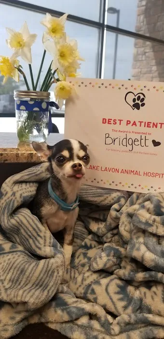 Lake Lavon Animal Hospital Picture 10
