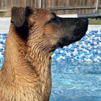 Wylie Veterinary Hospital ico