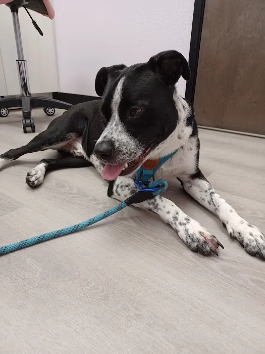 North 78 Pet Hospital Picture 9