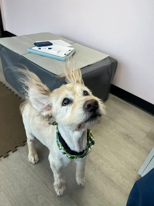 Nose to Tail Animal Care - Animal Chiropractic and Holistic, Wylie Texas Picture 1