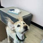 Nose to Tail Animal Care - Animal Chiropractic and Holistic, Wylie Texas