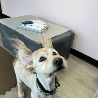 Nose to Tail Animal Care - Animal Chiropractic and Holistic, Wylie Texas ico