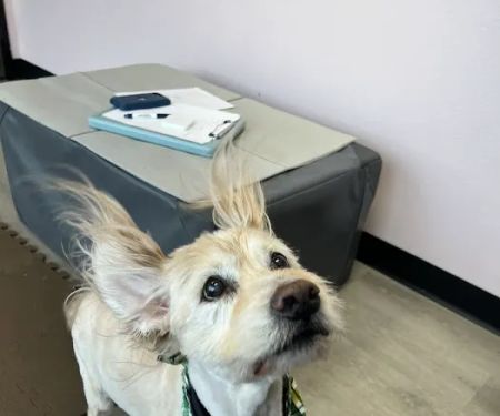 Nose to Tail Animal Care - Animal Chiropractic and Holistic, Wylie Texas