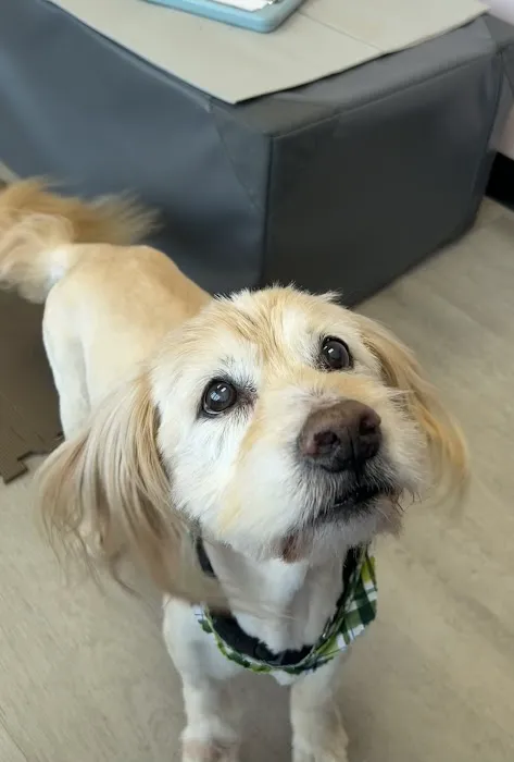 Nose to Tail Animal Care - Animal Chiropractic and Holistic, Wylie Texas Picture 2