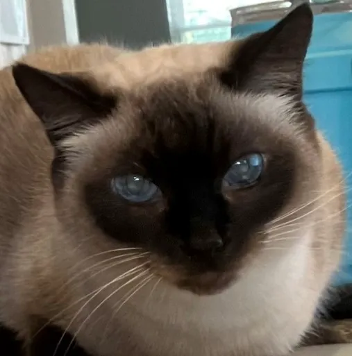 Nose to Tail Animal Care - Animal Chiropractic and Holistic, Wylie Texas Picture 5