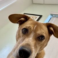 Hollow Corners Veterinary Services ico
