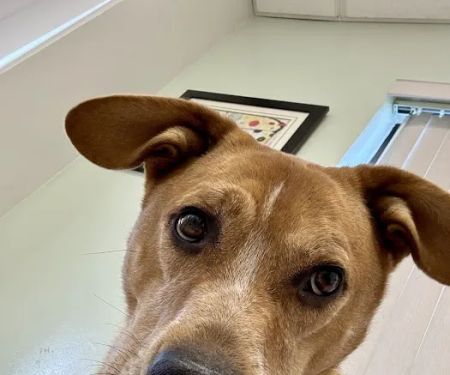 Hollow Corners Veterinary Services