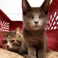 Imlay City Veterinary Clinic ico