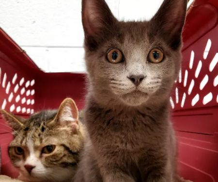 Imlay City Veterinary Clinic