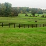 Moore Equine Veterinary Services