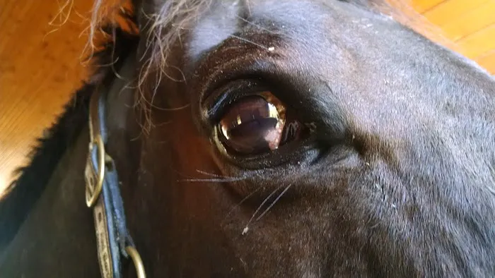 Moore Equine Veterinary Services Picture 3