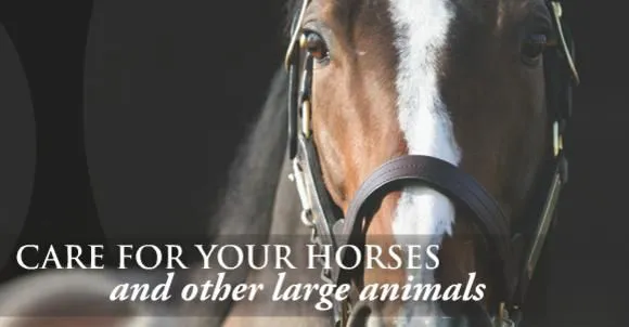 Moore Equine Veterinary Services Picture 5