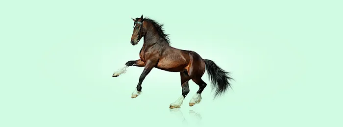 Moore Equine Veterinary Services Picture 6