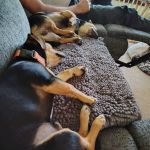 Doctor Paws Veterinary Hospital