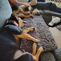 Doctor Paws Veterinary Hospital ico