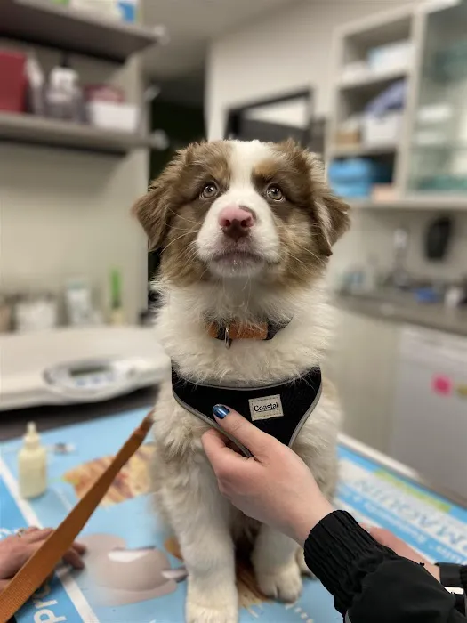 South Arbor Animal Hospital Picture 6