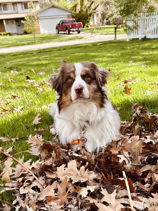 South Arbor Animal Hospital Picture 7