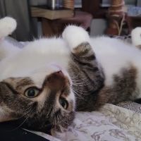 Ann Arbor Cat Clinic ico