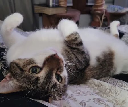 Ann Arbor Cat Clinic