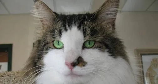 Ann Arbor Cat Clinic Picture 8