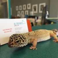 All Creatures Animal Clinic ico