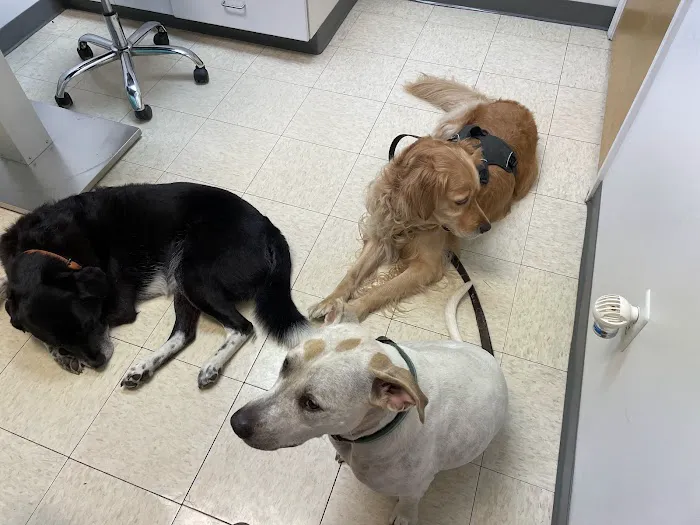 All Creatures Animal Clinic Picture 3