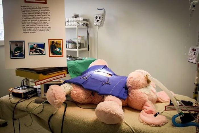 All Creatures Animal Clinic Picture 4