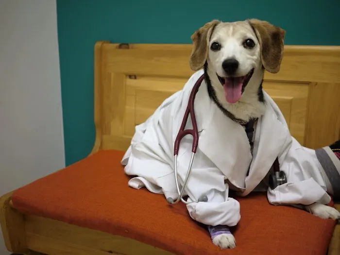 All Creatures Animal Clinic Picture 6