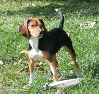 All Creatures Animal Clinic Picture 10