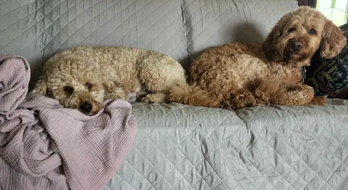 Pittsfield Pet Care Picture 4