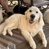 Pittsfield Pet Care ico