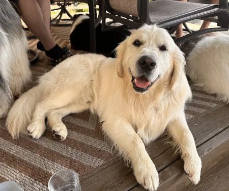 Pittsfield Pet Care