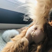 Easthaven Animal Hospital ico