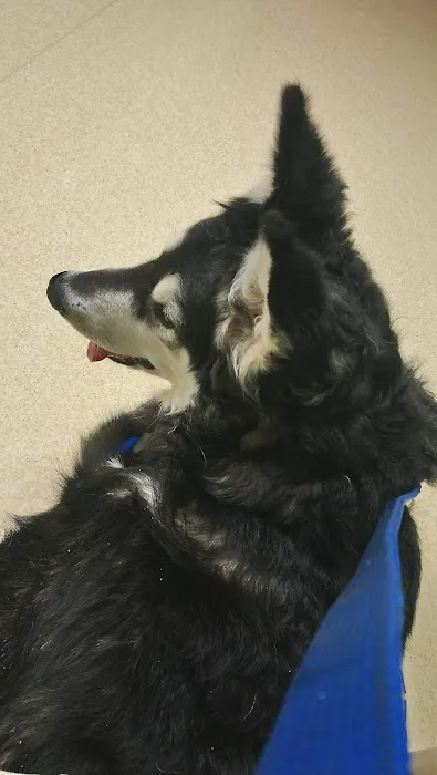 Washtenaw Veterinary Hospital Picture 8