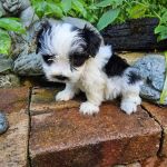 Veterinary Clinic at the Humane Society of Huron Valley