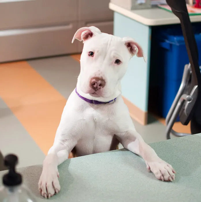 Veterinary Clinic at the Humane Society of Huron Valley Picture 9