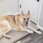 River Raisin Veterinary Clinic