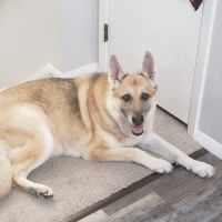 River Raisin Veterinary Clinic ico