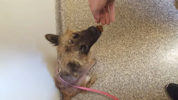 River Raisin Veterinary Clinic Picture 10