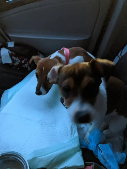 Griffith Veterinary Hospital Picture 6