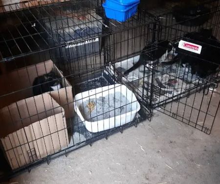 Brookeside Veterinary Hospital