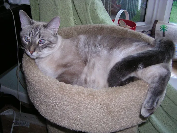Brookeside Veterinary Hospital Picture 5