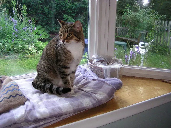 Brookeside Veterinary Hospital Picture 7