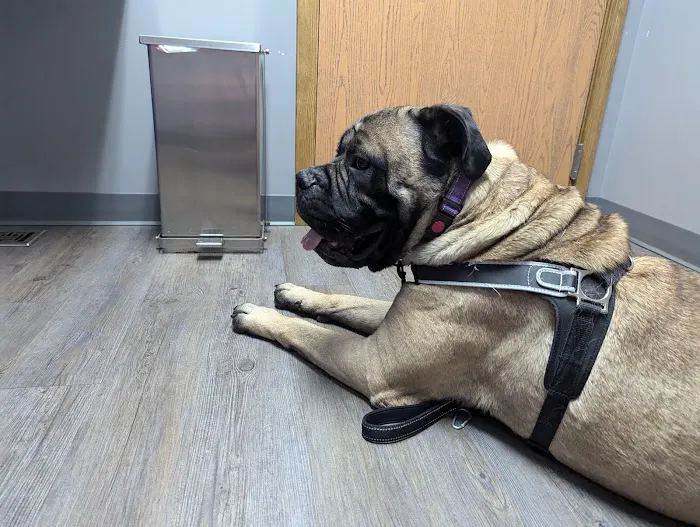 VCA Countryside Animal Hospital of Hamburg Picture 7