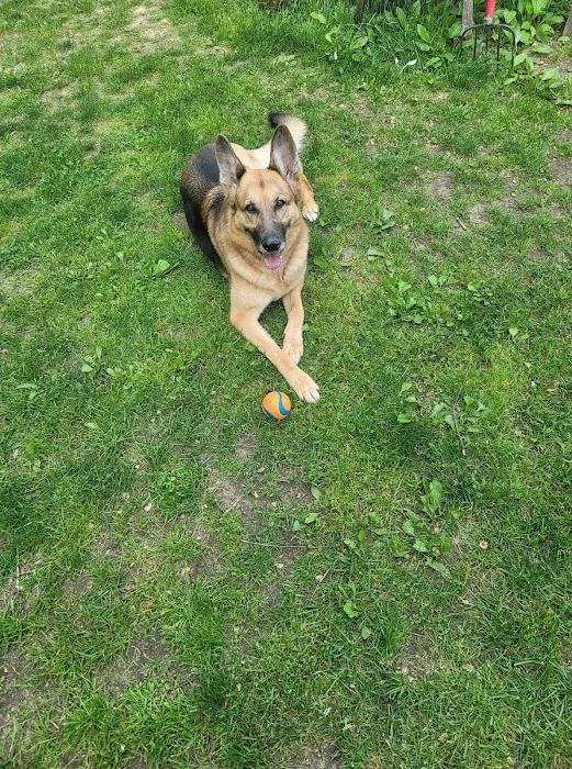VCA Brighton Animal Hospital Picture 1